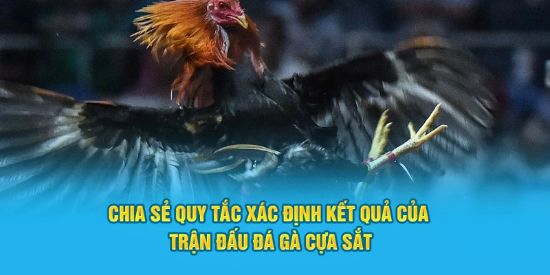 Chia sẻ quy tắc xác định kết quả trận đấu đá gà cựa sắt