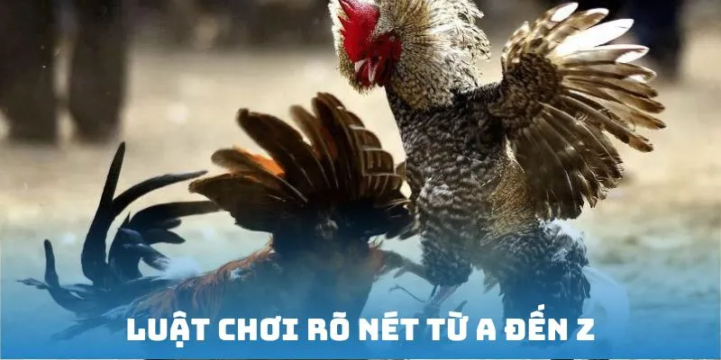 Luật chơi đá gà Thomo rõ nét từ a đến z