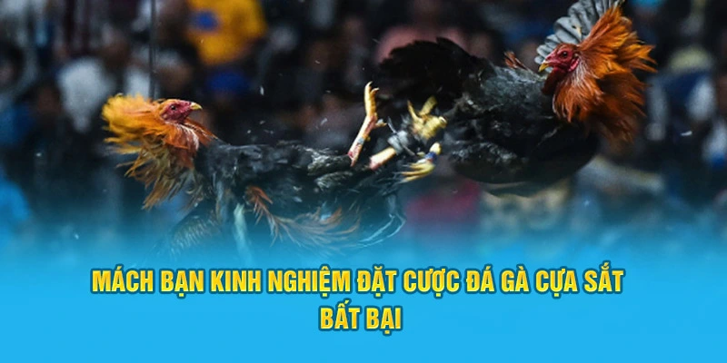 Mách bạn kinh nghiệm đặt cược đá gà cựa sắt bất bại