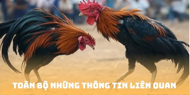 Toàn bộ những thông tin liên quan về loại hình